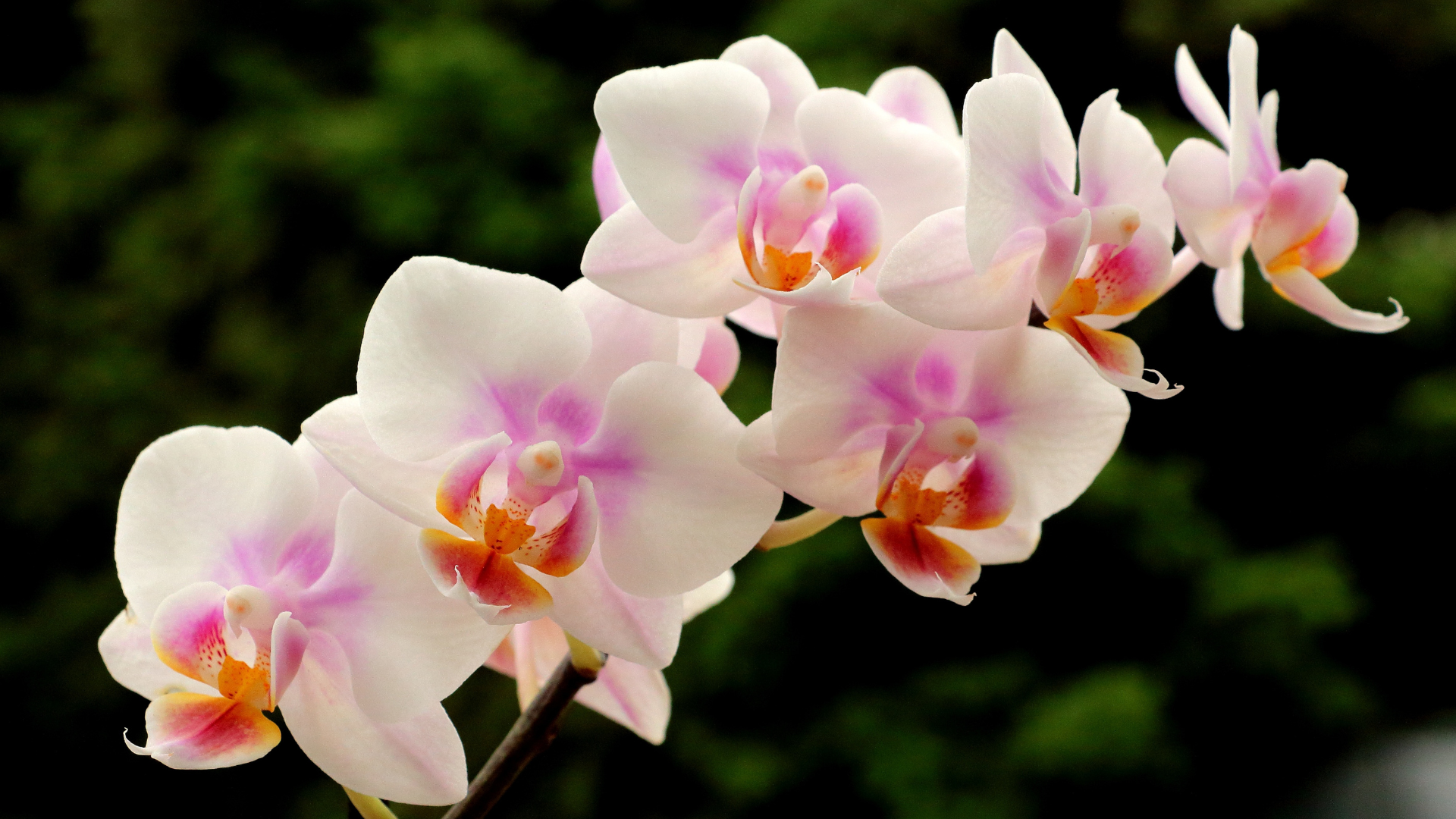 The Language of Orchids: A Care Guide for Every Grower 